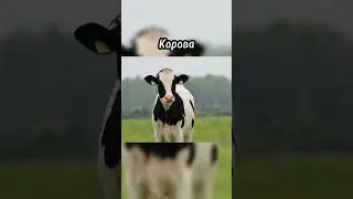 Как животные видят мир 👀😯