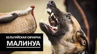 БЕЛЬГИЙСКАЯ овчарка Малинуа. О породе