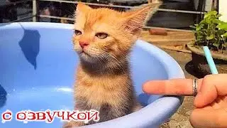 Приколы с котами! Самые смешные животные с озвучкой! СМЕШНЫЕ КОТЫ И СОБАКИ!