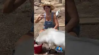 Hungry boy Arnie eats from the bucket  #arniethegoat #goat #maryburke #themaryburke