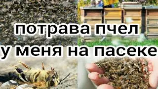 ПАСЕКА ЛЯГЛА, ВСЕ... Потрава пчел у меня на пасеке и отбор меда с пустых ульев. Пчеловодство.