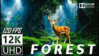 FOREST - 12K Scenic Relaxation Film  With Calming Music - 12K (120fps) Video UltraHD