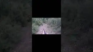 A DAY ILL NEVER FORGET #outdoors #pighunt #boar #hunting #pig #shooting #6.5