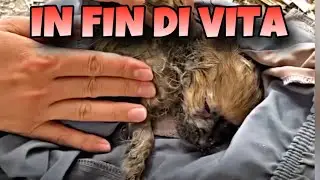 L’Incredibile Storia di un Cucciolo Tornato in Vita