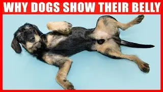 Real Reason Why Dogs Expose Their Belly (6 Reasons You Should Know)