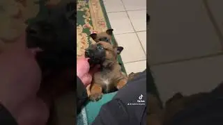 Малинуа Арма - щенки ! Продажа