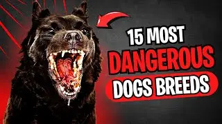 15 Most Dangerous Dog Breeds in The World