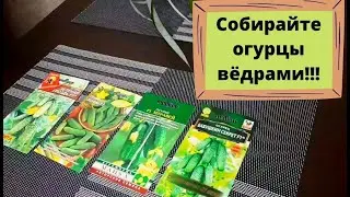 Лучшие сорта пучковых огурцов с невероятной урожайностью! Сезон 2022 года!