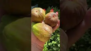 ВОТ ЭТО ДА!🔥ХВАСТАЮСЬ УРОЖАЕМ😄