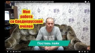 1 Часть. МОЯ РАБОТА С МЕСТНОЙ СРЕДНЕРУССКОЙ ПОРОДОЙ ПЧЁЛ