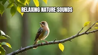 The Most Peaceful Bird Songs You Can Listen to 11 Hours