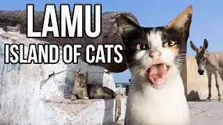 This African island is full of cats!