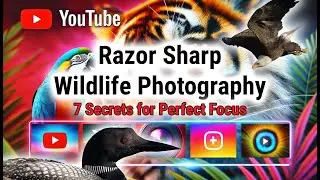 Razor Sharp Wildlife Photography 7 Secrets for Perfect Focus Every Time!