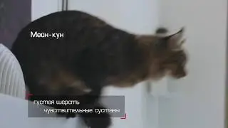 Влажные корма Royal Canin для породных кошек