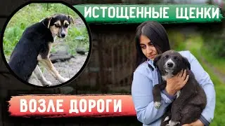 Поехали к истощенным щенкам на дачах и увидели на трассе истощенного щенка. Приехала из Москвы.