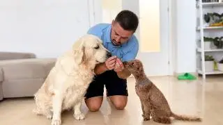 Golden Retriever and Poodle Dog Take the First Steps to Become Friends