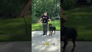 How To Train a Rottweiler to Walk The Plank