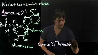 Topic 10.6 - Nucleotides syn vs anti conformations