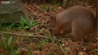 The Red Squirrel and The Scots Pine - Natures Microworlds - Episode 13 Preview - BBC Four