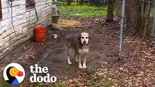 This Dog Had Been In Chains For 5 Years  | The Dodo