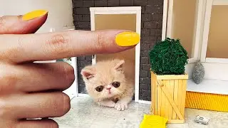 The SMALLEST rescued KITTEN in the World found HOME! Building a HOUSE for cats