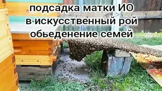 99% ПОДСАДКА МАТКИ ИО БАКФАСТ В ИСКУССТВЕННЫЙ РОЙ. Как обьеденить пчел. Искусственный рой.BEEKEEPING