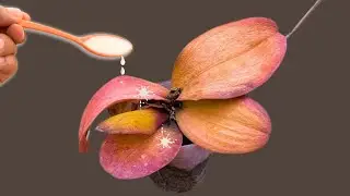 Sprinkle 1 spoon on dead orchid roots! Suddenly revived and blooms all year round