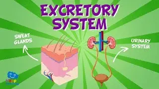 Excretory System | Educational Videos for Kids