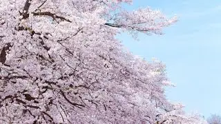 SAKURA - いきものがかり (Ikimonogakari)(カヴァー)