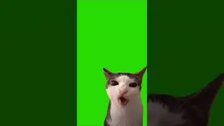 КОТ ГРЫЗЕТ КОРМ ФУТАЖ на ЗЕЛЕНОМ ФОНЕ 