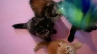 The Persian Kittens Go Bonkers Over The Peacock Sparkler