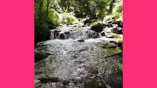 Tress of jharna nature | nature of tress best |