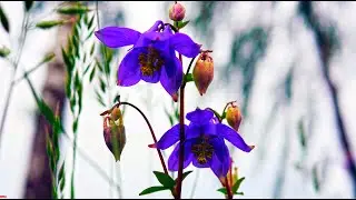 Gentle wind in meadow grasses. The cricket sings. Background sounds of nature for relaxation.