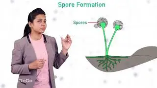 How do Organisms Reproduce - 7 | Types of Asexual Reproduction - Spore Formation | CBSE Class 10