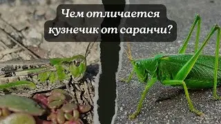 Чем отличается кузнечик от саранчи?