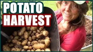 Potato Harvest | Kennebec Potatoes | Ruth Stout Straw Method