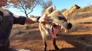Meet The Characters: Geena’s Spotted Hyena Clan | The Lion Whisperer