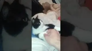 Ты мой миленький,хорошенький,мой котик!