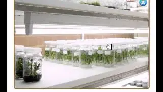Tissue culture lab