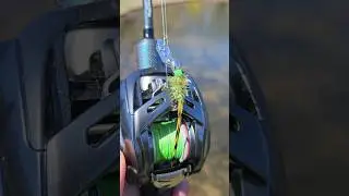 Hackle Fly Tied Z-Man Chatterbait Flashback Mini catches bass  #bassfishing #fishingvideo #fishing