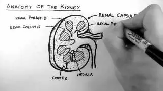 Renal Anatomy 1 - Kidney