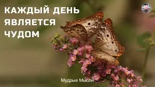 Каждый день является чудом. Лучшие цитаты про жизнь со смыслом