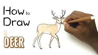 How to Draw a Deer