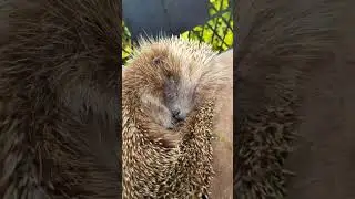 Ежик пришел на завтрак