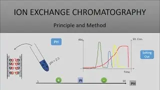 The Principle Of Ion Exchange Chromatography, A Full Explanation