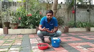 അടുക്കള മാലിന്യങ്ങൾ വളരെ വേഗം വളമാക്കിമാറ്റാം | Fast Composting Method | Penetron Green M+