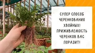 КАК ЧЕРЕНКОВАТЬ ХВОЙНЫЕ ТАК, ЧТОБЫ ОНИ ТОЧНО УКОРЕНИЛИСЬ!