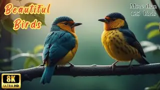 Amazing Birds | List of more than 125 birds with real video footage & Images.