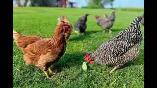 How And When To Combine Chicken Flocks