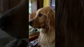 Golden Retriever has existential crisis #doglover